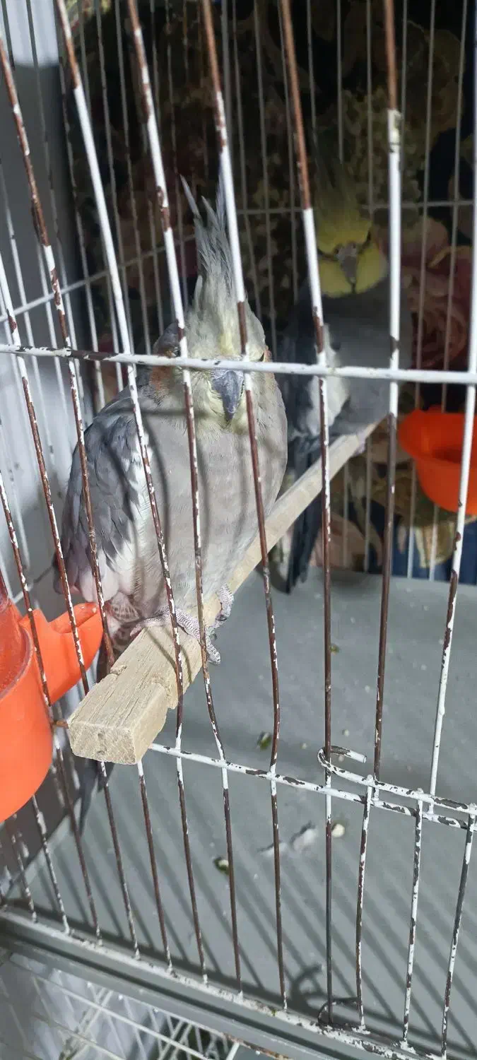 عروس هلندی جفت|پرنده|مشهد, شهید قربانی|دیوار