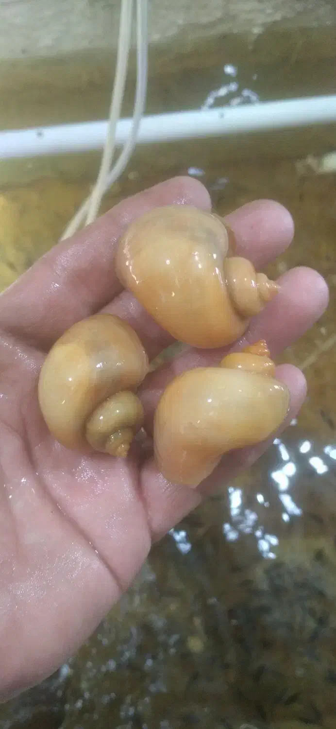 ما هی گوپی وهلزون سیب|ماهی|کاشان, راوند|دیوار