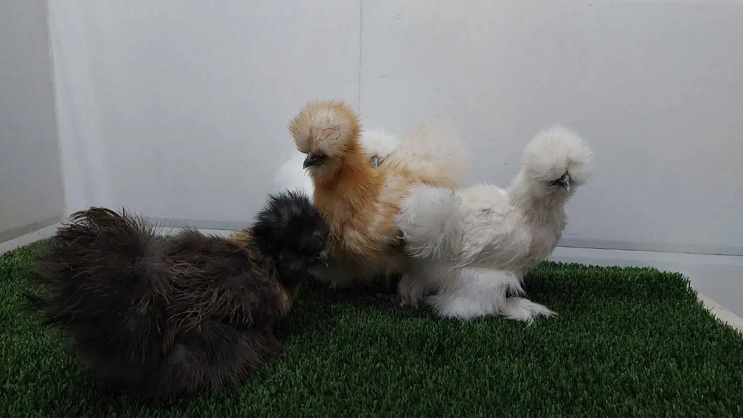 جوجه مرغ خروس ابریشمی به صورت جفت|حیوانات مزرعه|کرمانشاه, |دیوار