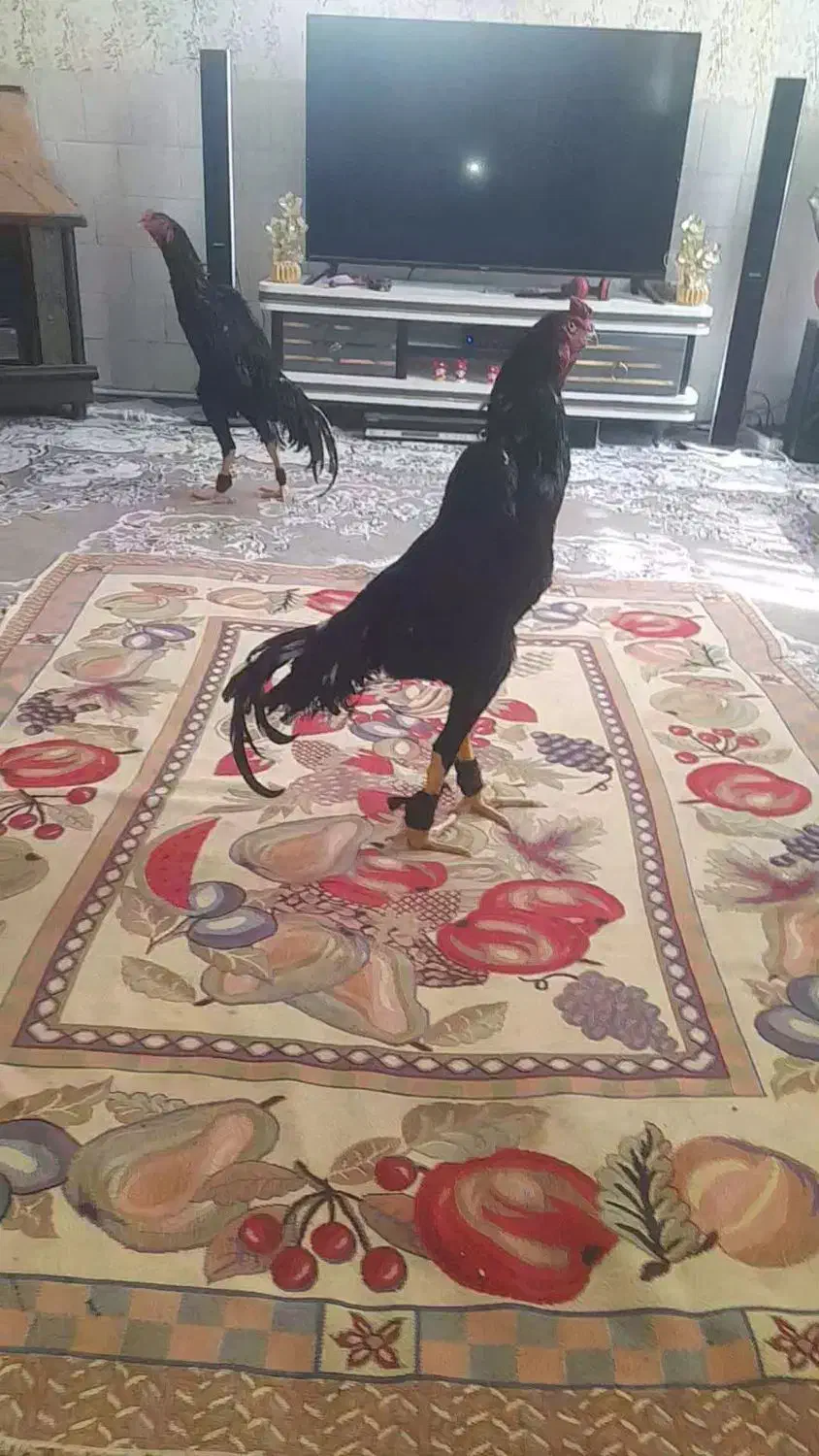 خروس اوشامو گردن لرزا ویک تیغ سفید|حیوانات مزرعه|تربت‌حیدریه, جانبازان|دیوار