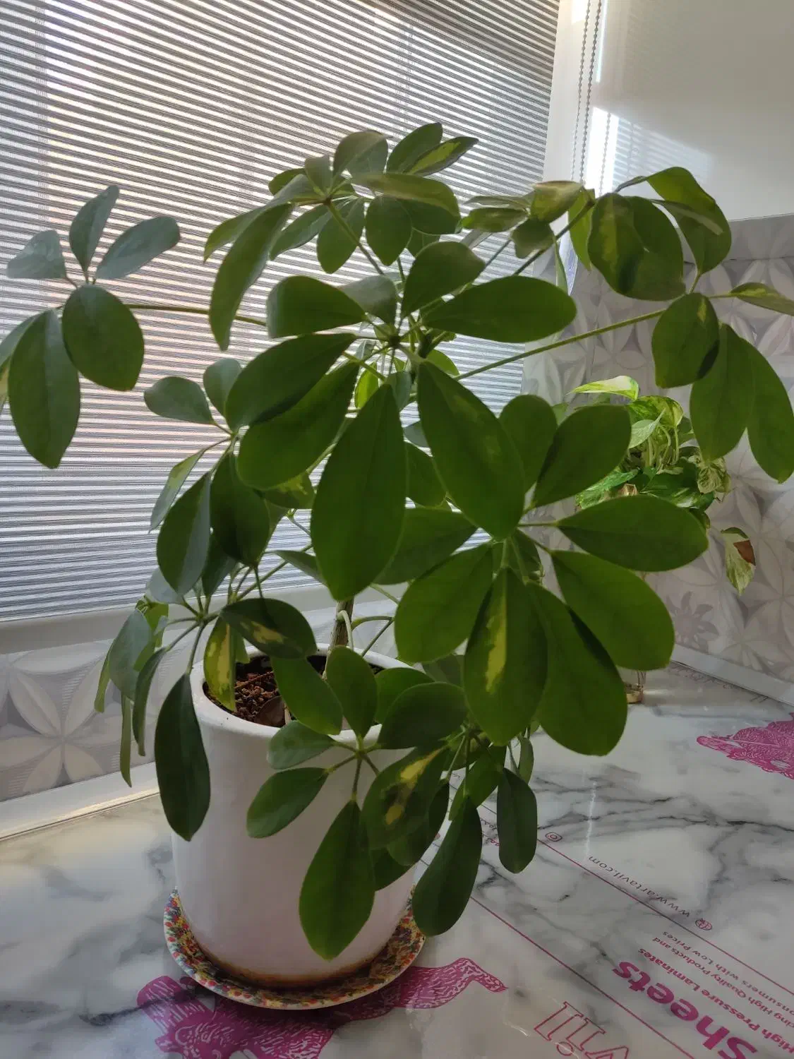 گل طبیعی|گل و گیاه طبیعی|نظرآباد, رسالت|دیوار