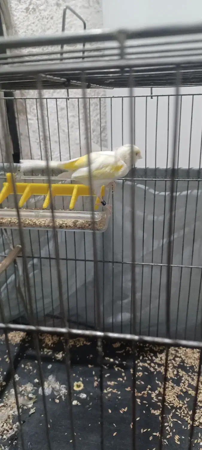 قناری ماده|پرنده|ری, شهرک نظامی|دیوار