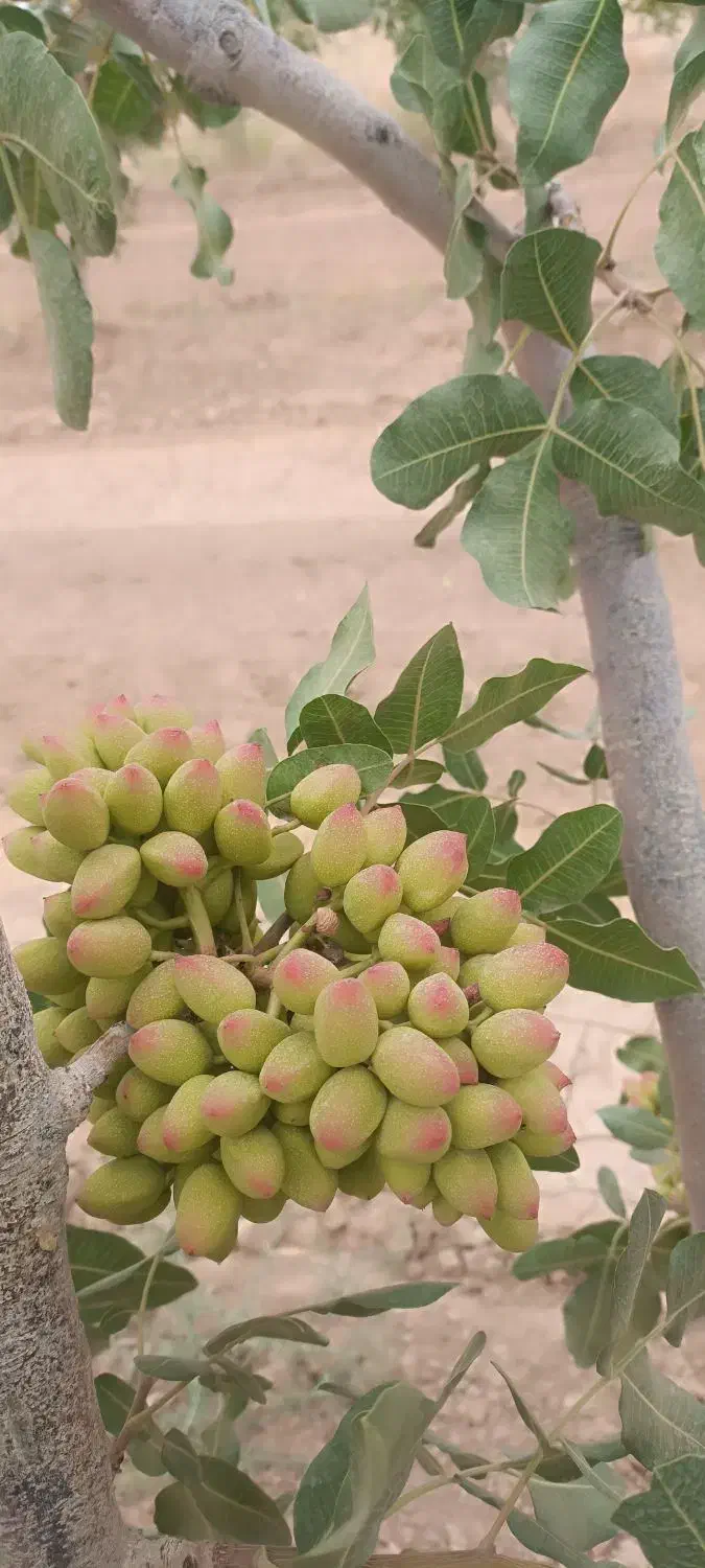 هرس انگور داربستی .پسته .باغ و باغچه|خدمات باغبانی و درختکاری|سبزوار, پاسداران|دیوار