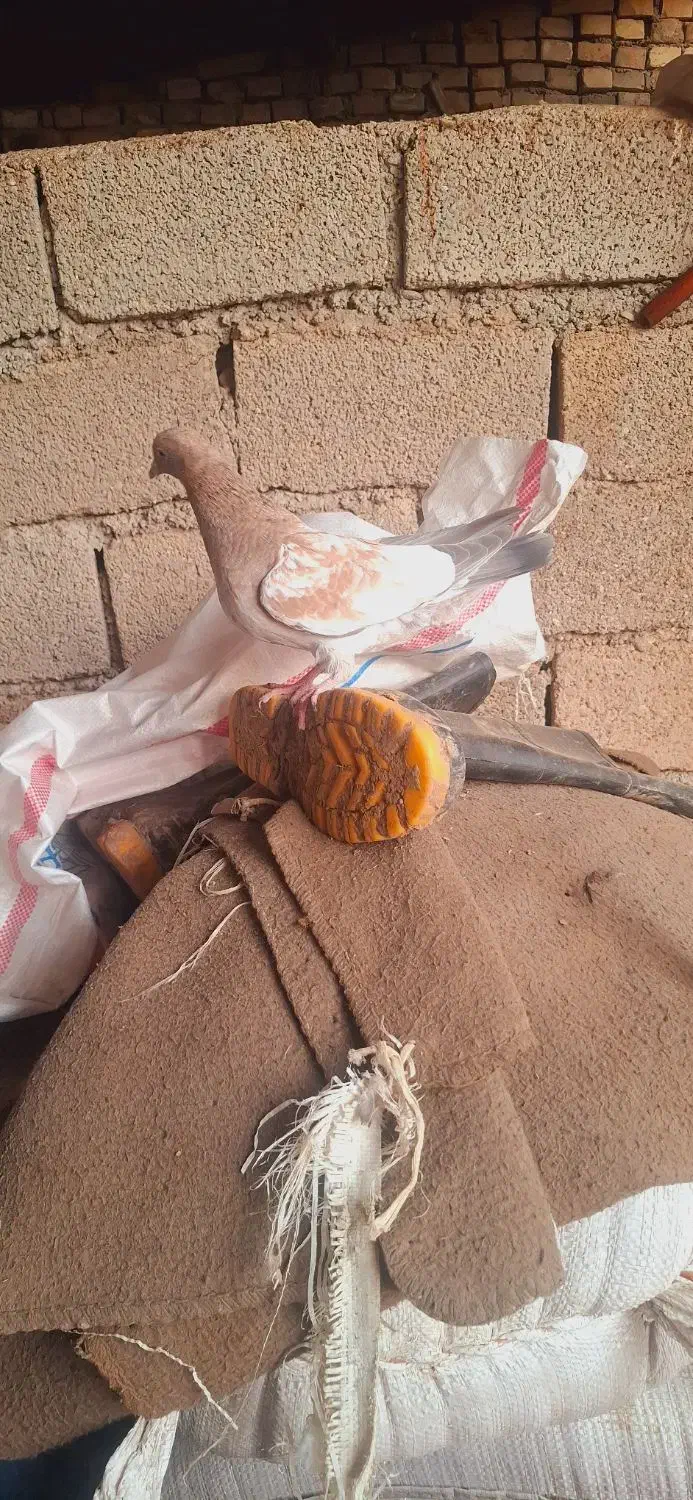 کله تاپ|پرنده|کارون, |دیوار