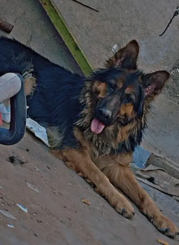 ژرمن|سگ|زرند, |دیوار