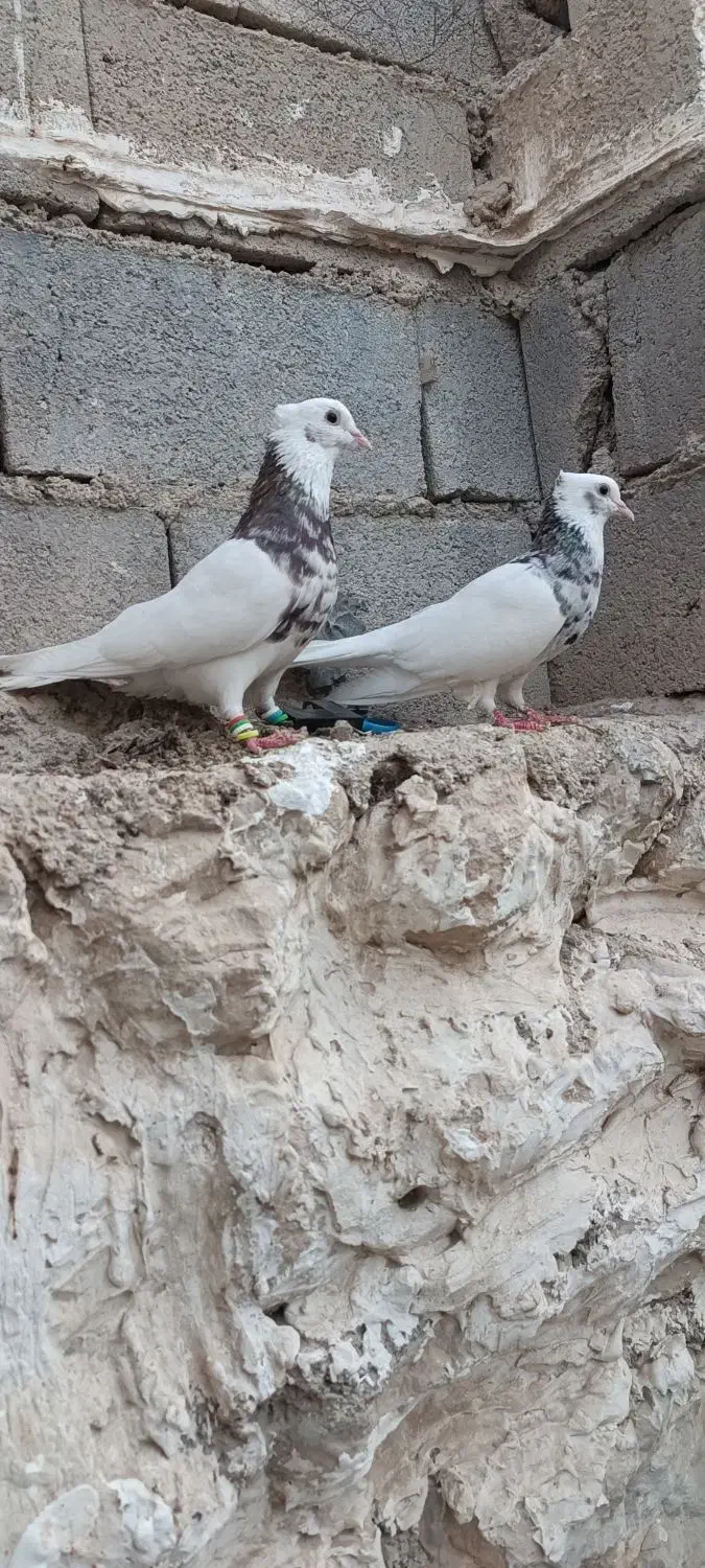 جفت طوقی|پرنده|اهرم, |دیوار