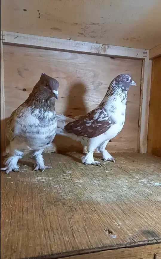 کبوتر|پرنده|اسلامشهر, شهرک احمدیه|دیوار