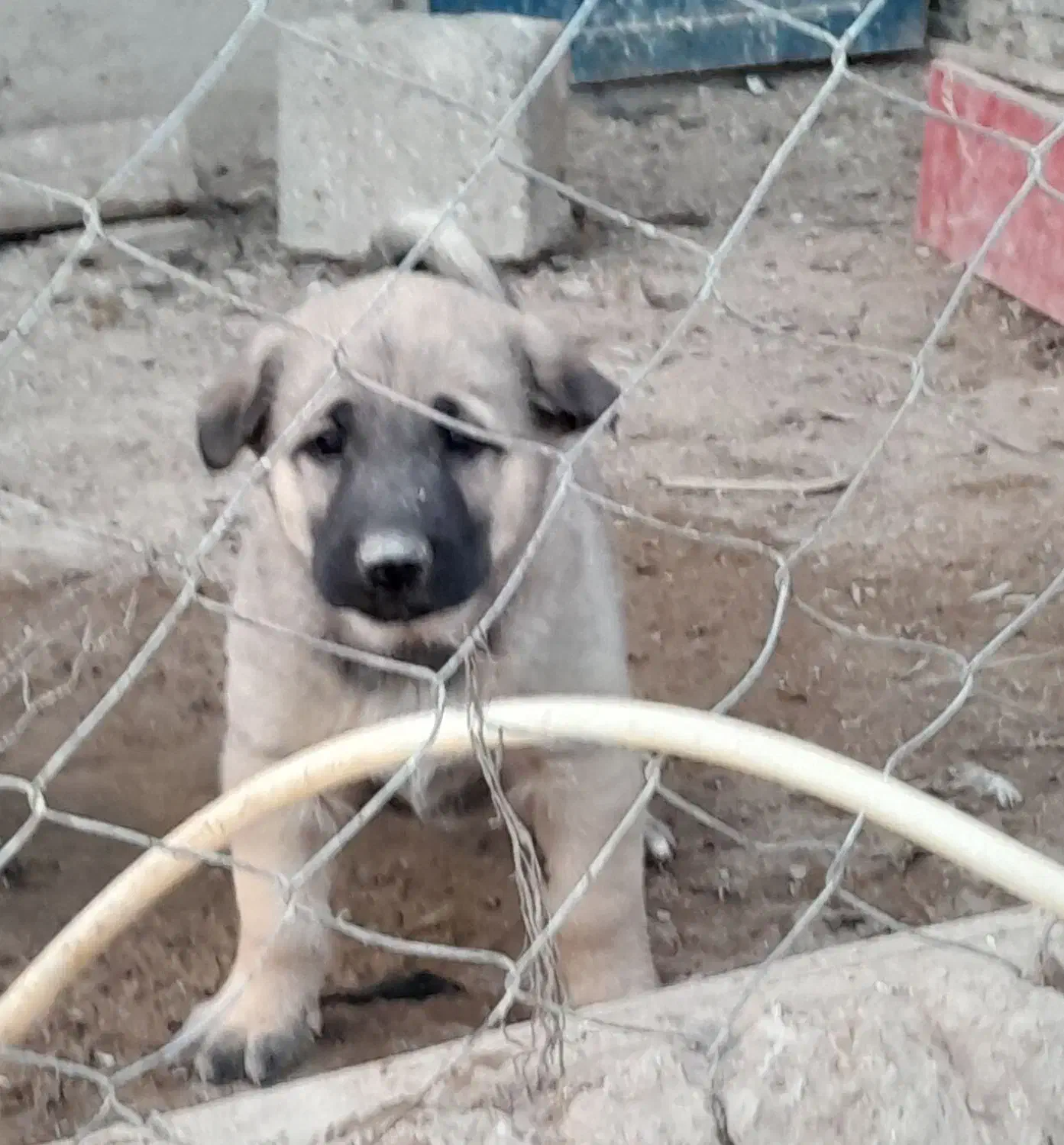 واگذاری سگ پژدر سرابی نگهبان گله توله|سگ|کهریزک, |دیوار