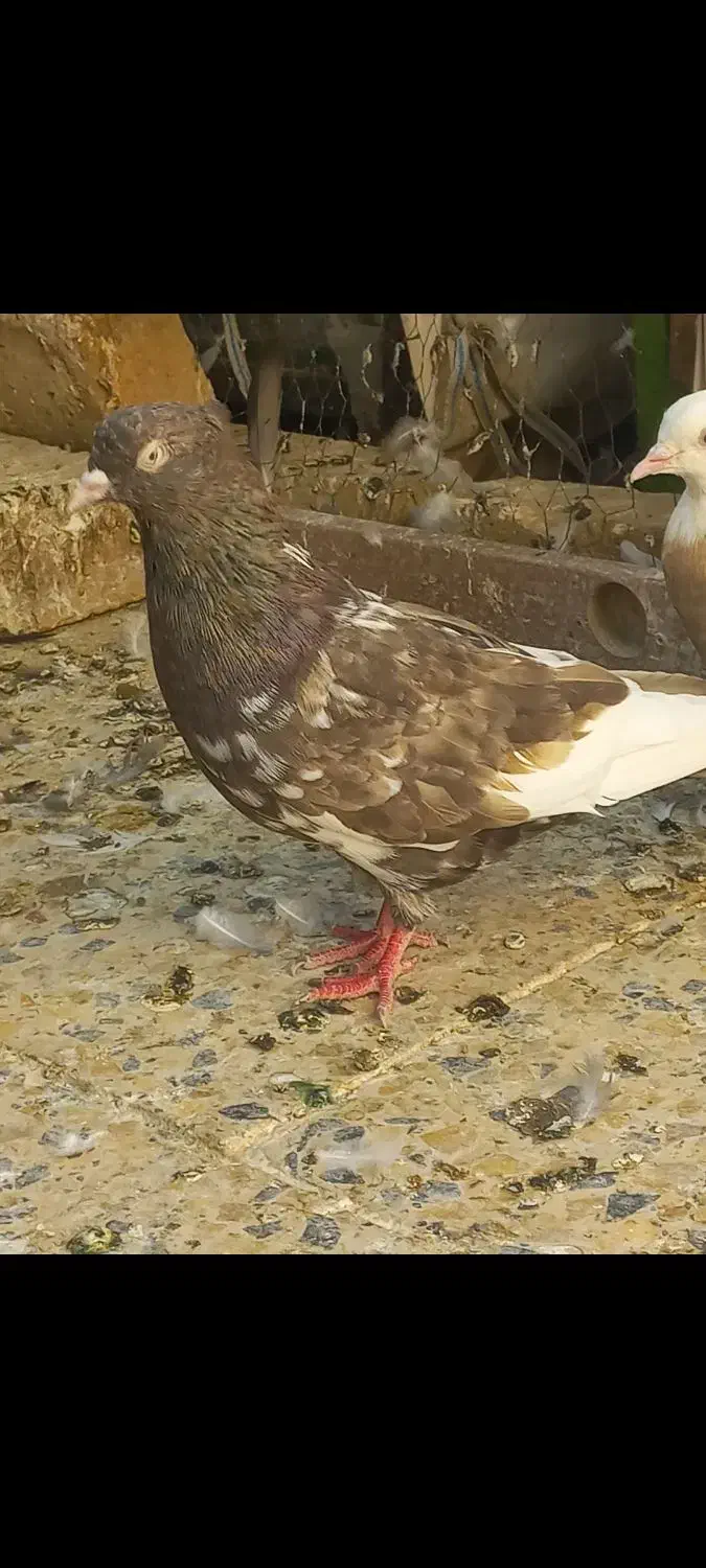 کبوتر|پرنده|شاهین‌شهر, شهرک میلاد|دیوار