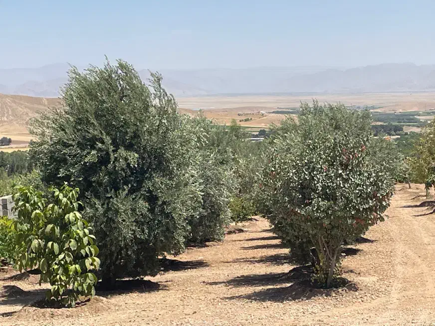 باغچه ۴۰۰۰متری ملوسجان|فروش زمین و ملک کلنگی|شیراز, قصرالدشت|دیوار