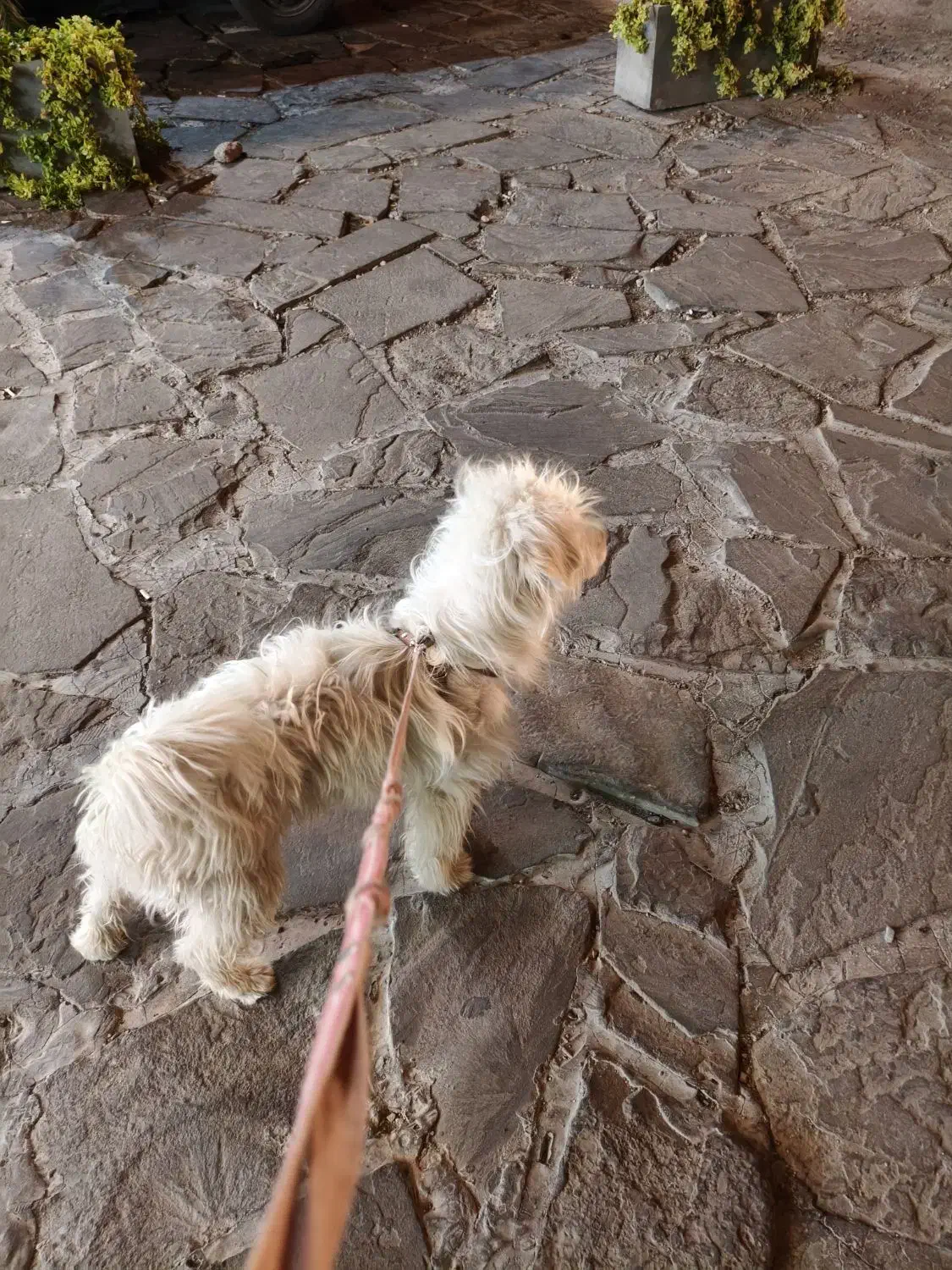 سگ پیدا شده صدرا|حیوانات|صدرا-فارس, فاز ۱|دیوار