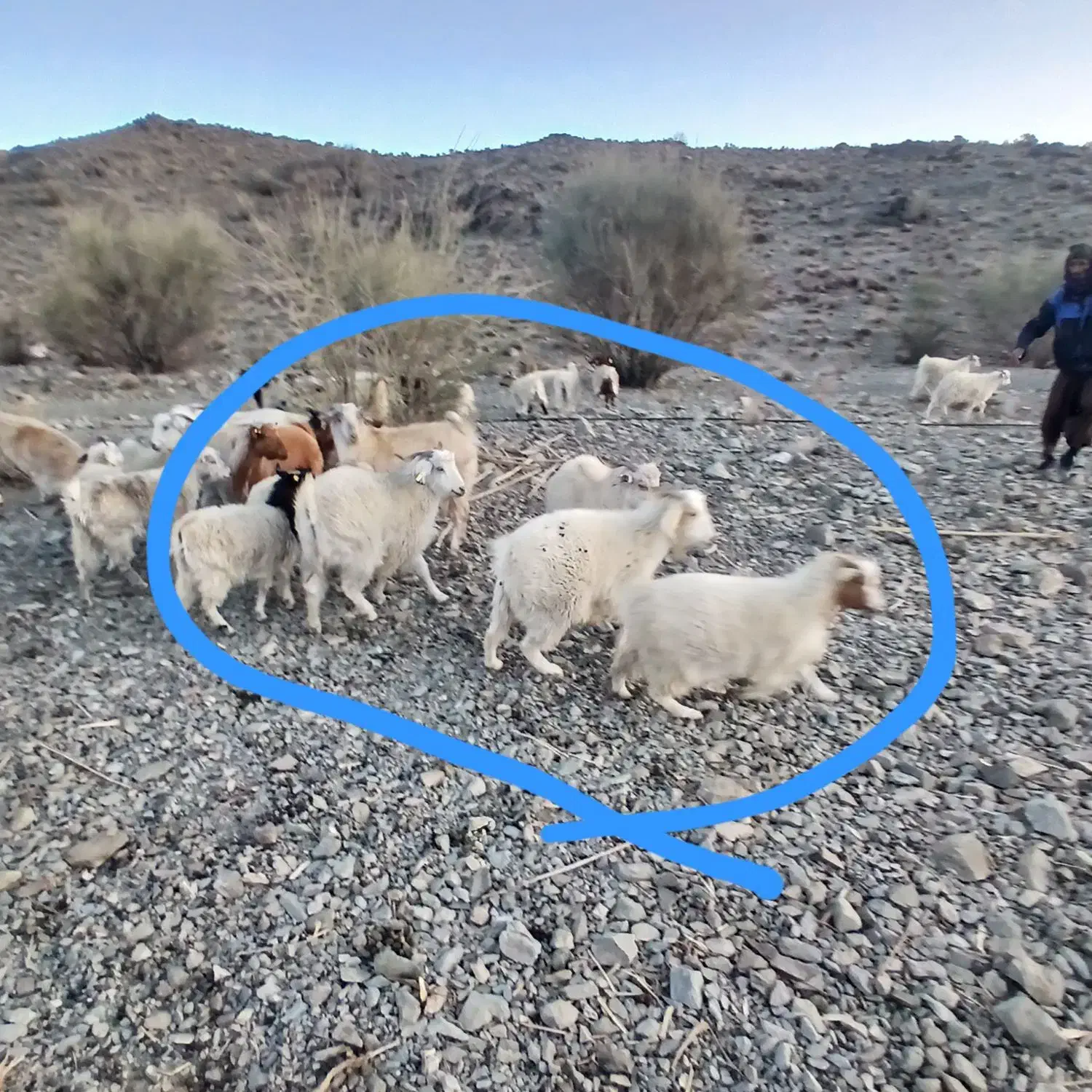 گوسفند  فروشی|حیوانات مزرعه|اسفندقه, |دیوار