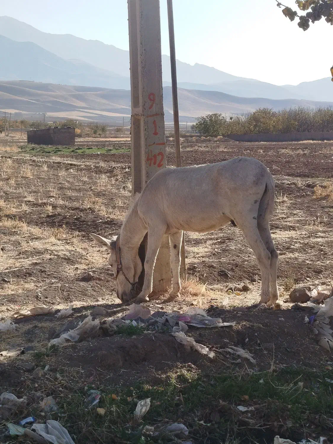 نر الاغ|حیوانات مزرعه|قزوین, |دیوار