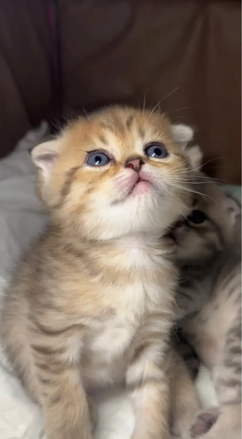 بچه گربه اسکاتیش پرشین|گربه|اندیشه, اندیشه فاز ۶|دیوار