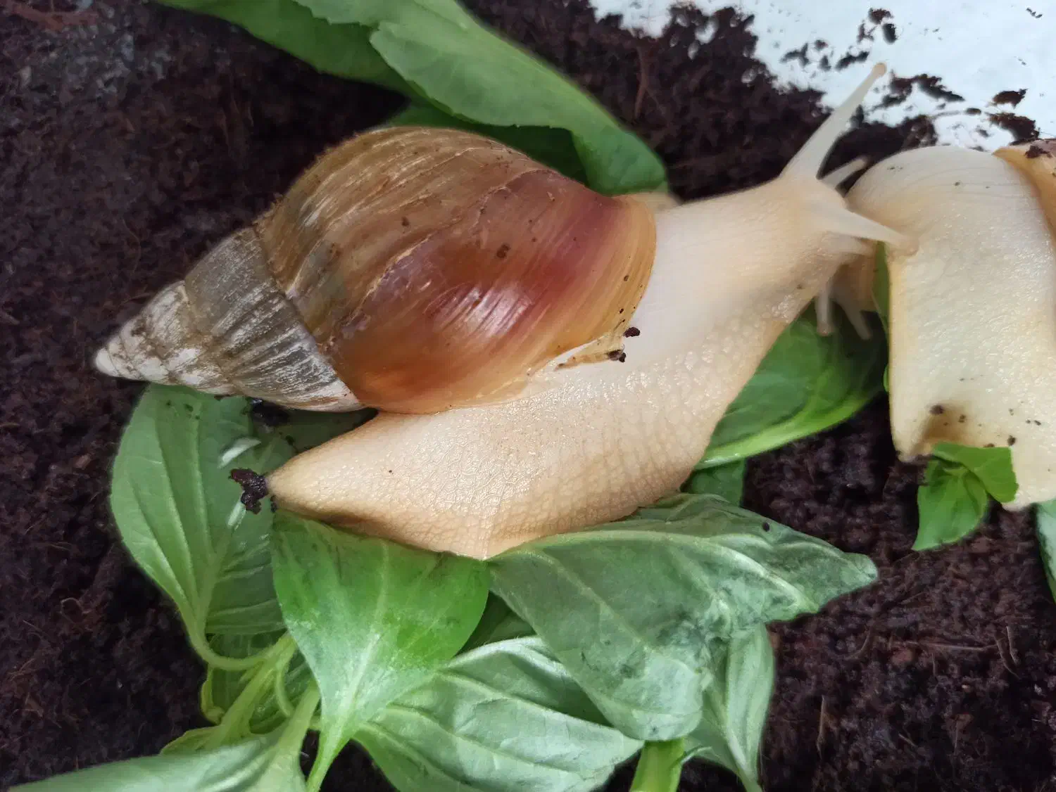 حلزون|خزنده|اصفهان, احمدآباد|دیوار