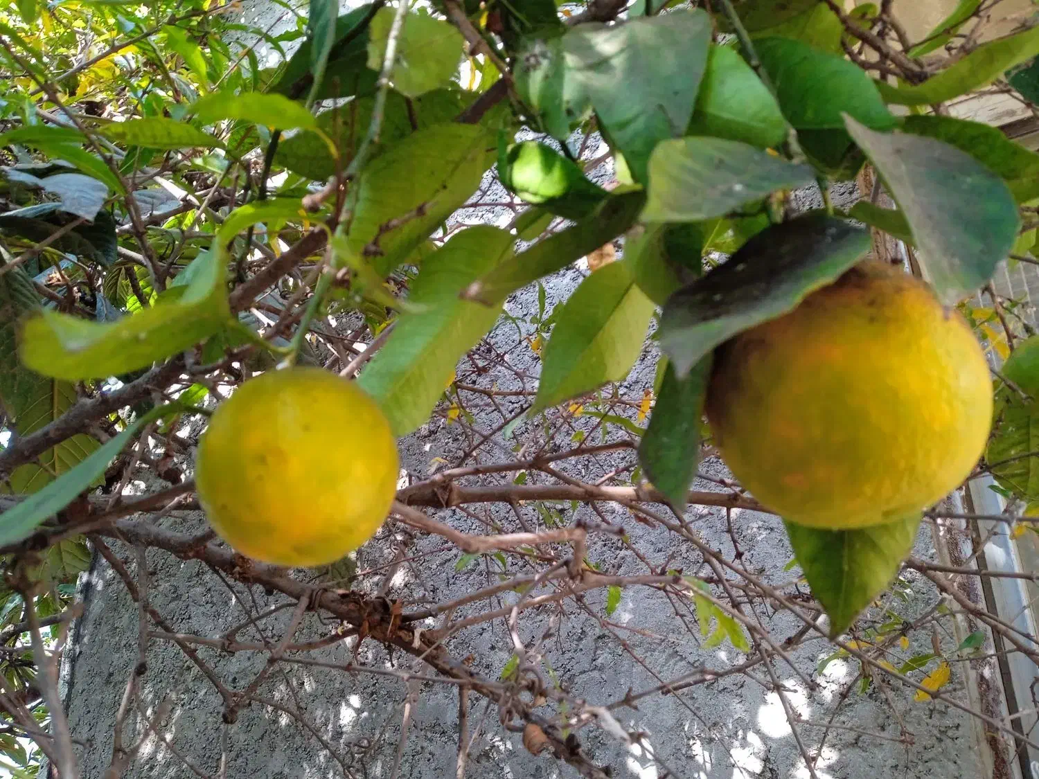 نارنج سردرختی|عمده‌فروشی|ساری, |دیوار