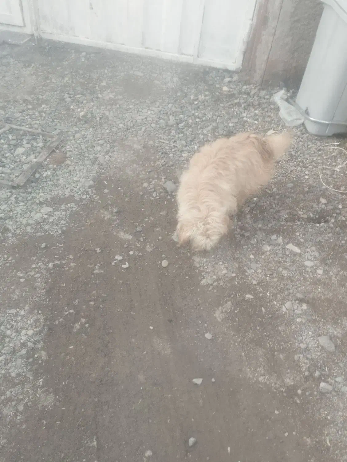 سگ جهت معاوضه|سگ|بم, |دیوار