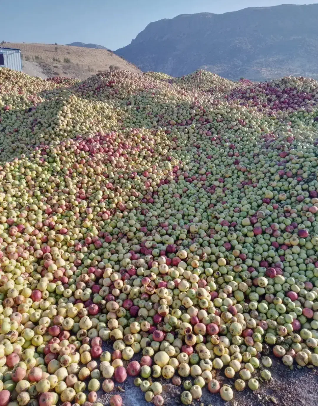 سیب پا درختی ایسونم|خوردنی و آشامیدنی|یاسوج, |دیوار