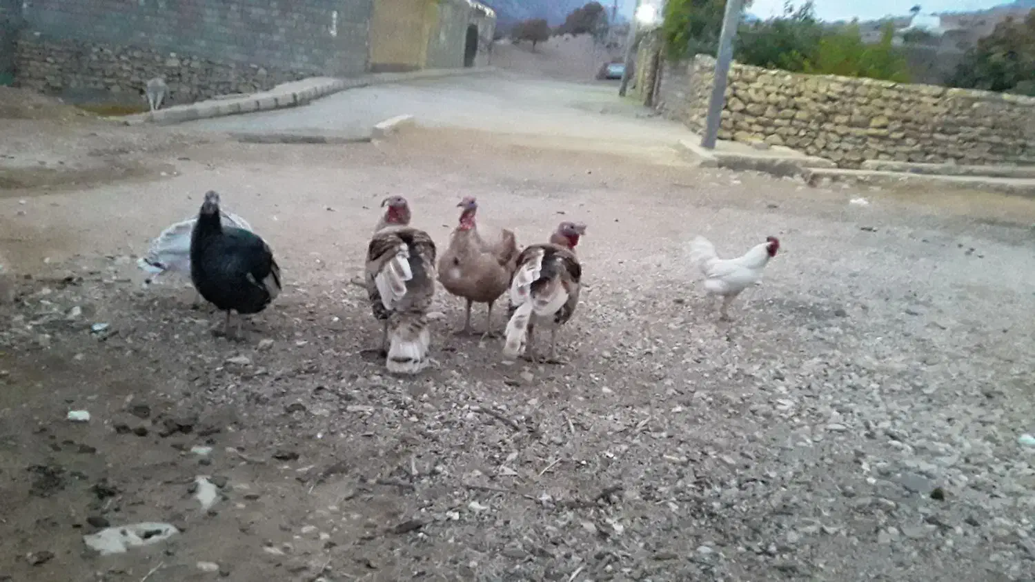 سراک شهرک مورد|حیوانات مزرعه|ایذه, |دیوار