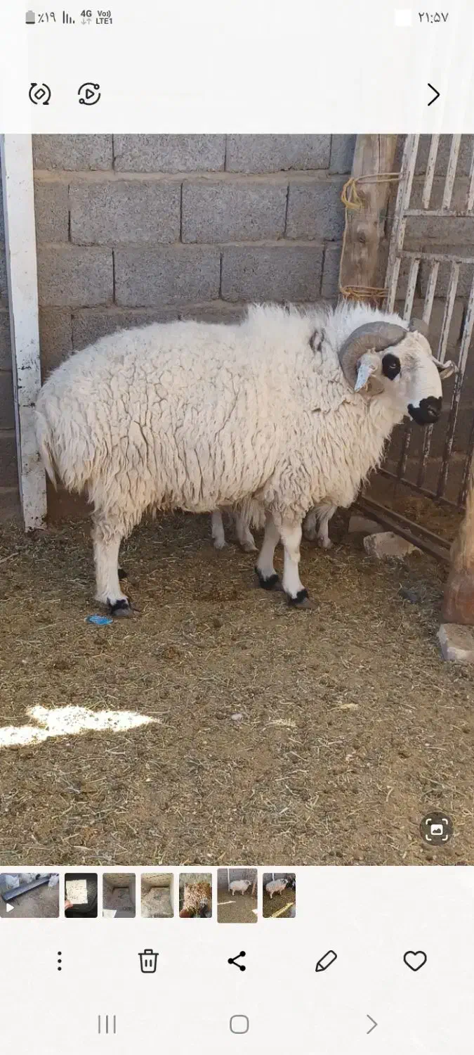 قوچ برای قورمه|حیوانات مزرعه|سیرجان, |دیوار