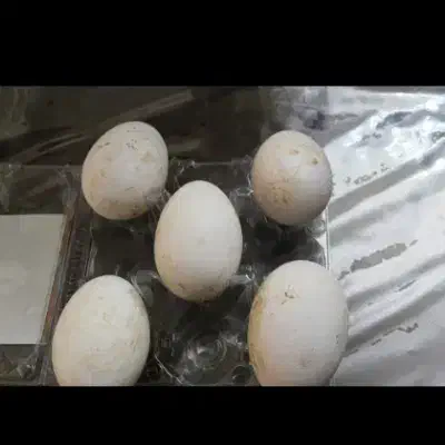 تخم غاز|حیوانات مزرعه|اشنویه, |دیوار