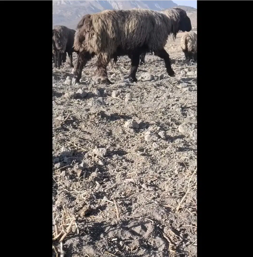 کاوه قوچ بختیاری|حیوانات مزرعه|ارژن, |دیوار