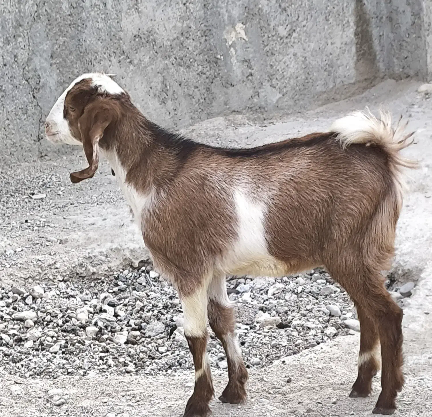 کهره نر ماده دورگ|حیوانات مزرعه|خورموج, |دیوار