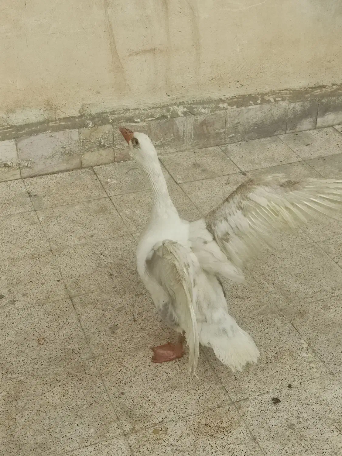 قوغاز|حیوانات مزرعه|مشهد, نیزه|دیوار