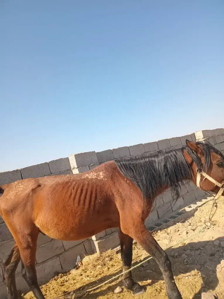 اسب نر|اسب و تجهیزات اسب‌سواری|نرماشیر, |دیوار