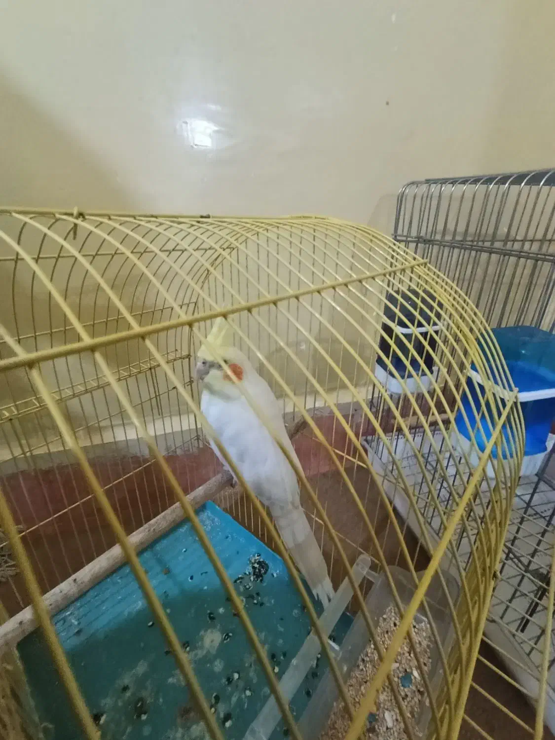 یک عدد عروس هلندی نر|پرنده|مسجد سلیمان, |دیوار