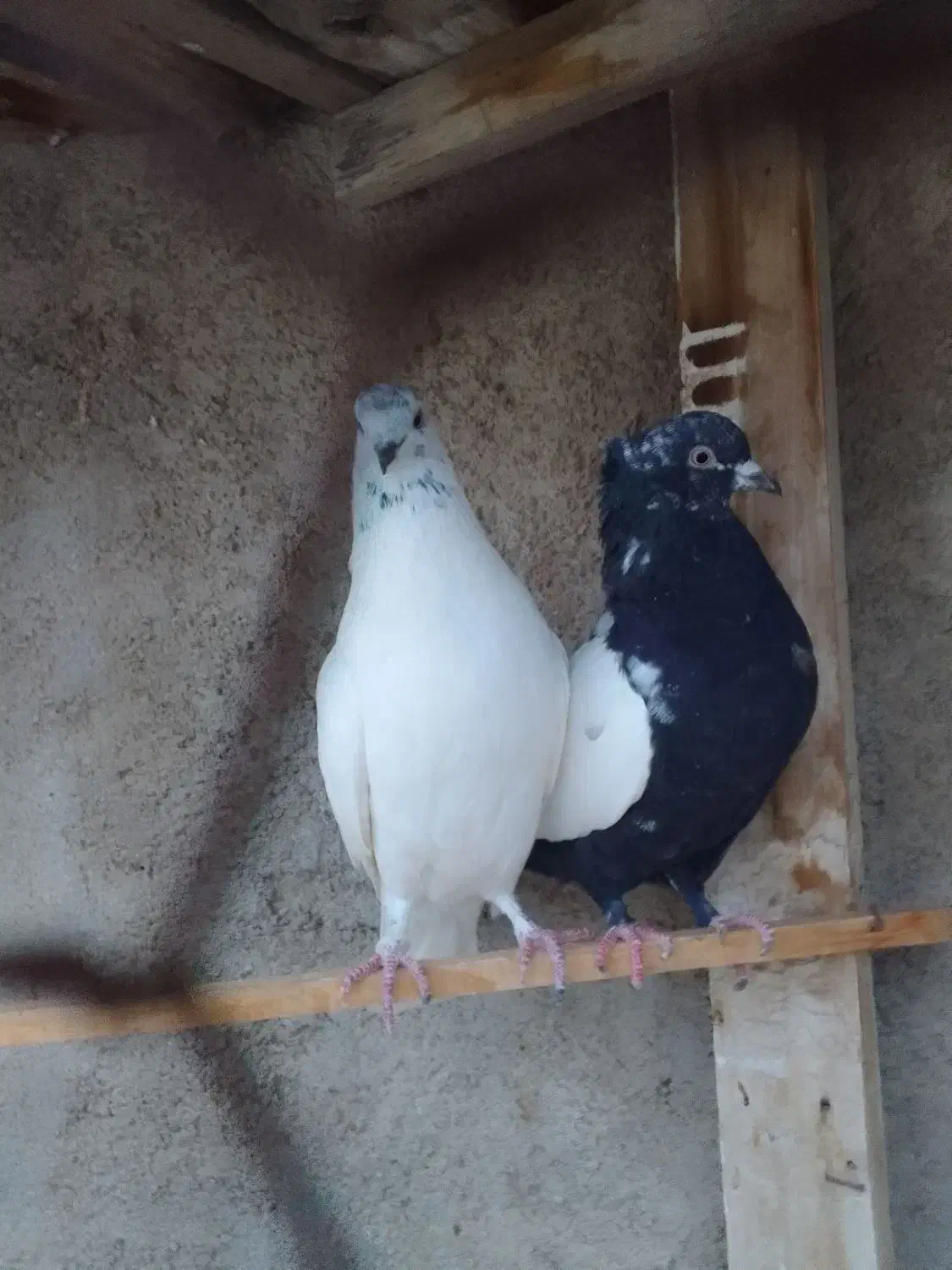 کله سار نر پرشی سینه سیاه ماده|پرنده|قوچان, |دیوار