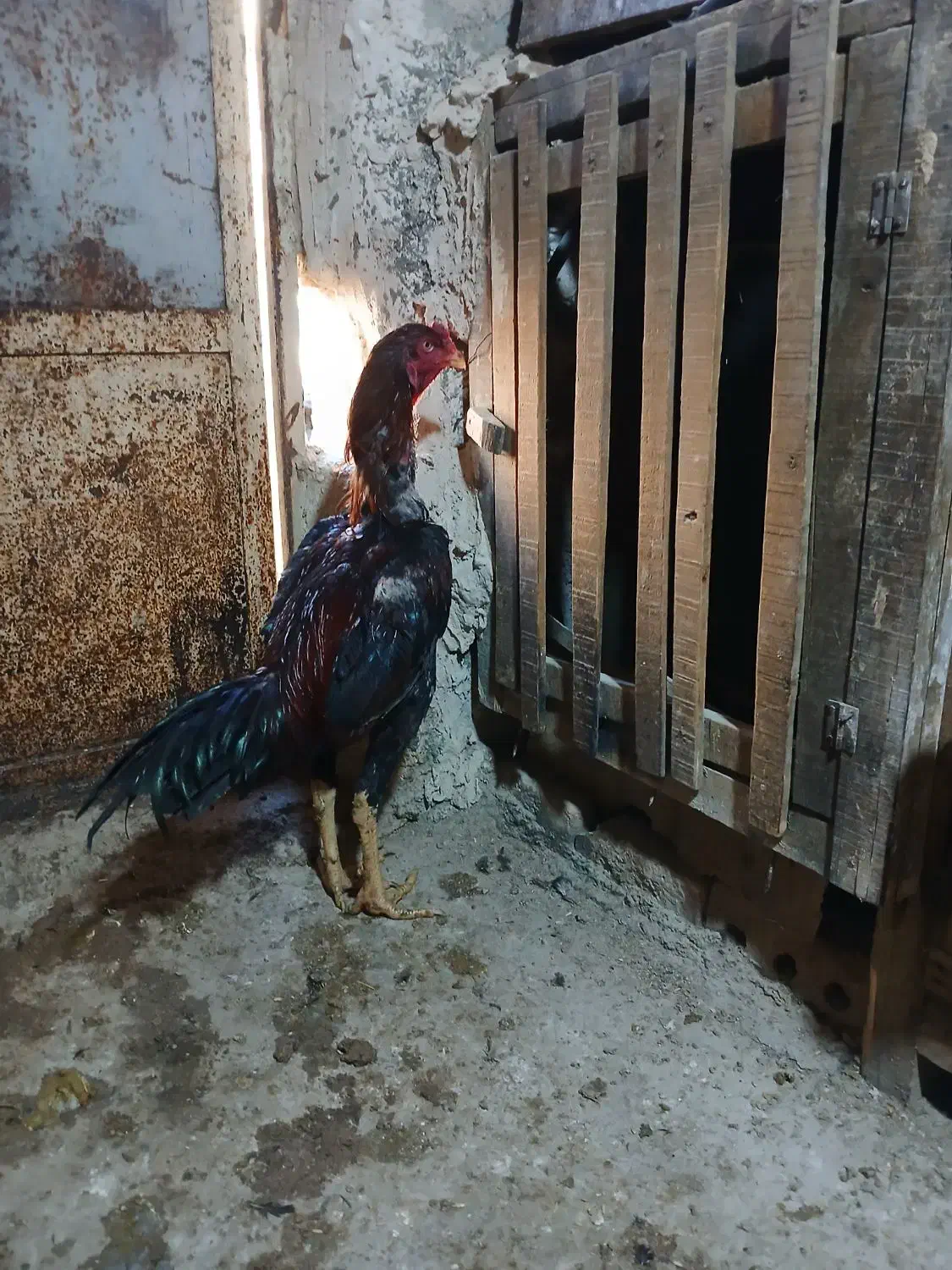 فروش خروس لاری|پرنده|تهران, فلسطین (میدان انقلاب)|دیوار