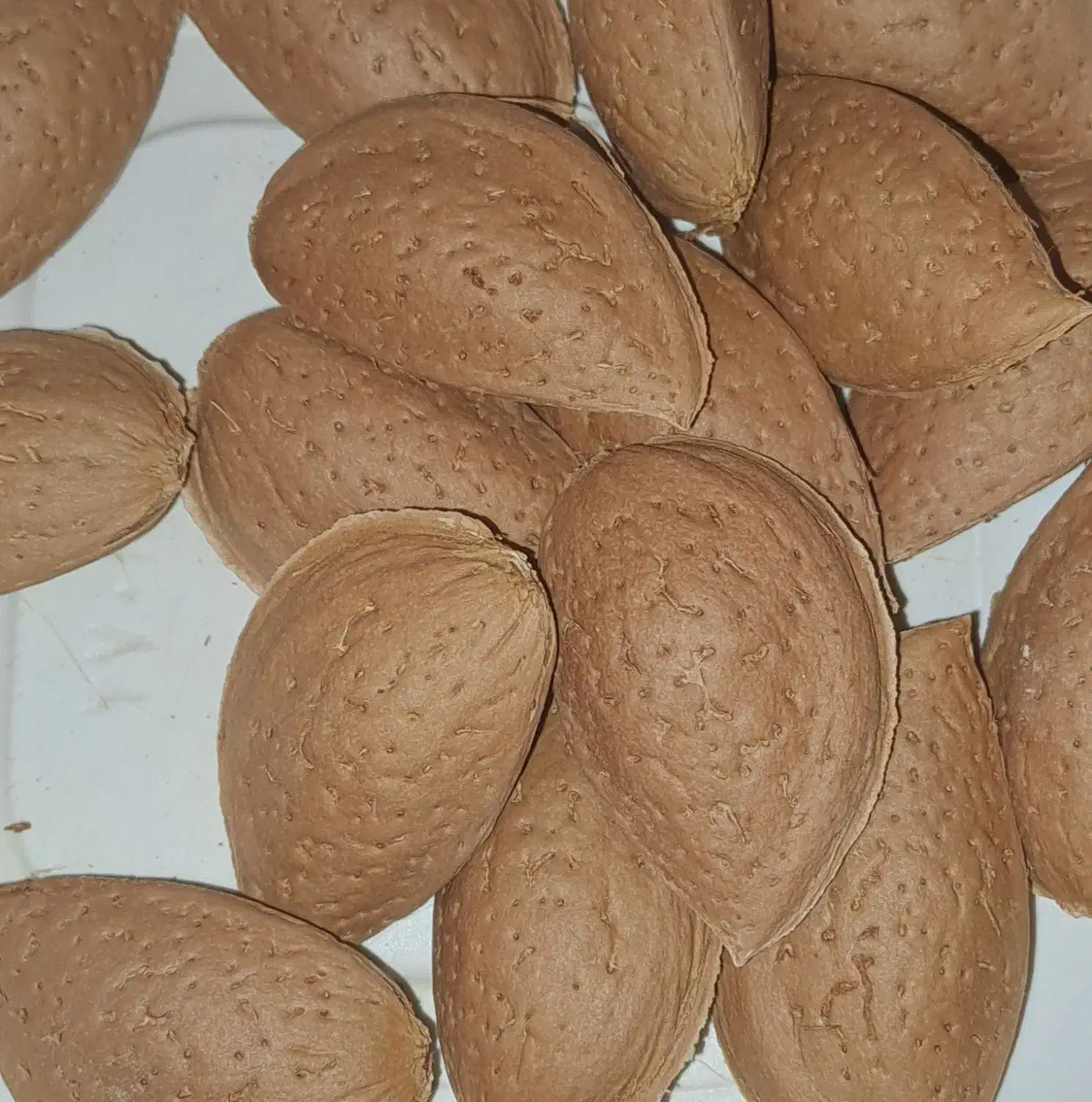 بادام سنگی،کاغذی و آجیلی مُنقا ارگانیک و بادام تلخ|خوردنی و آشامیدنی|شیراز, قدوسی شرقی|دیوار