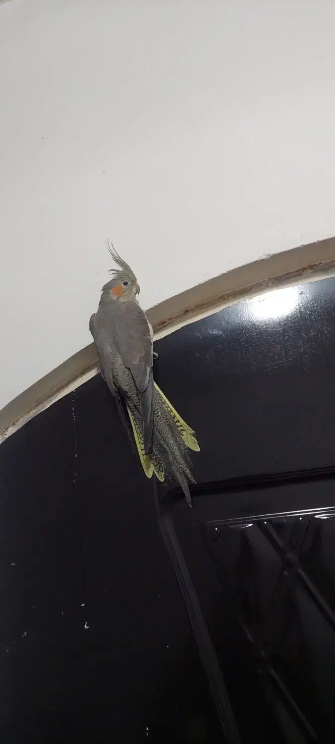 عروس هلندی گمشده|حیوانات|بهبهان, |دیوار