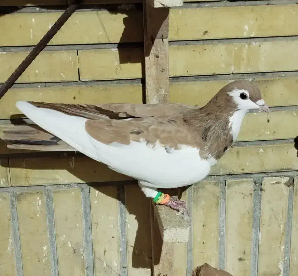 کبوتر رنگی پرشی|پرنده|مشهد, اقبال|دیوار