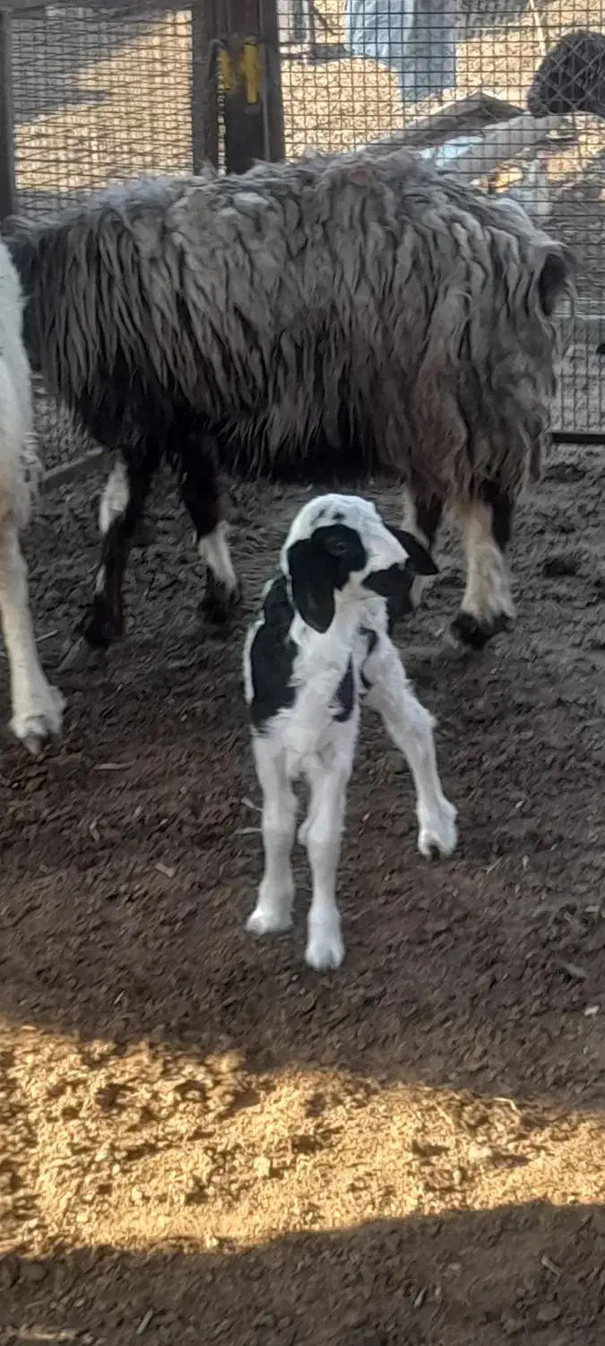 بره شیری|حیوانات مزرعه|رستم, |دیوار