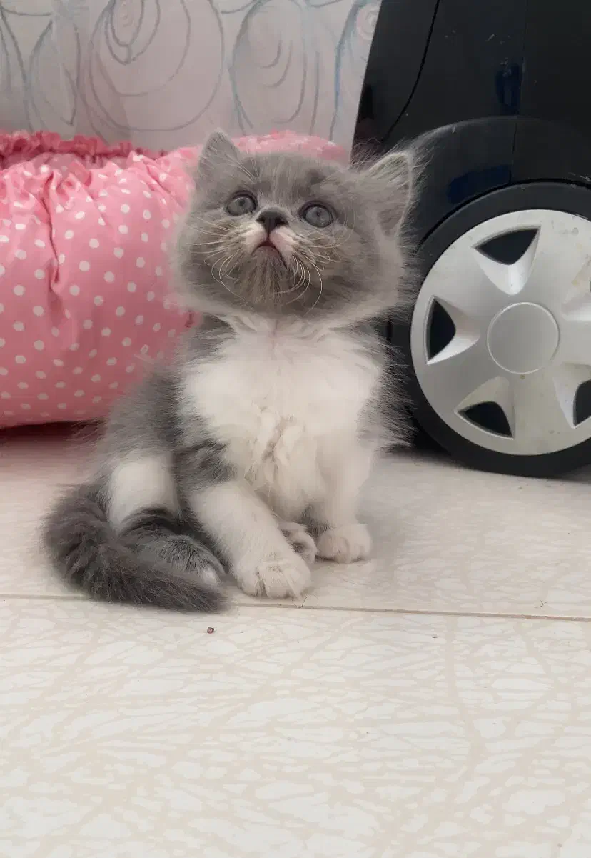 بچه گربه بریتیش لانگ هیر|گربه|ساری, |دیوار