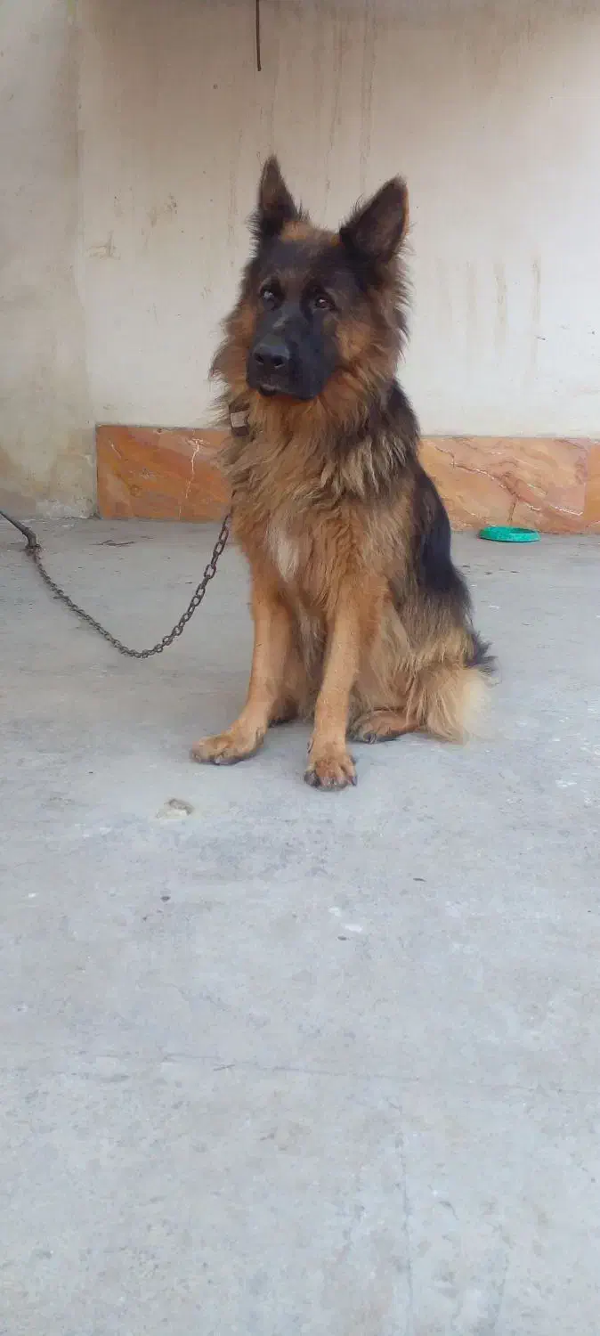 ژرمن قابل معاوضه|سگ|تنکابن, |دیوار