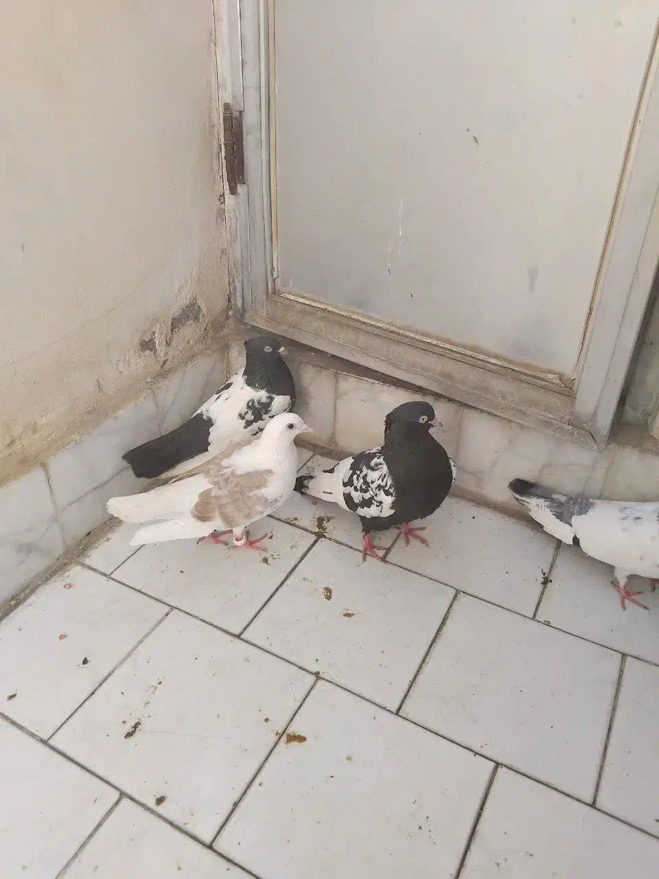 کفتر|پرنده|مشهد, مشکینی (شهرک غرب)|دیوار