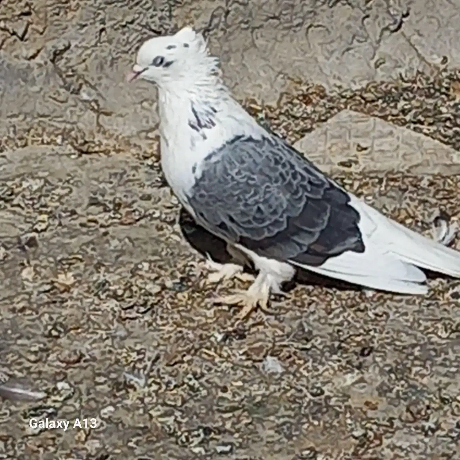 فروش فوری کبوتر|پرنده|جونقان, |دیوار