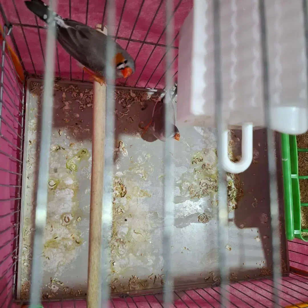 فنج با قفس و لوارم|پرنده|شیراز, سجادیه|دیوار