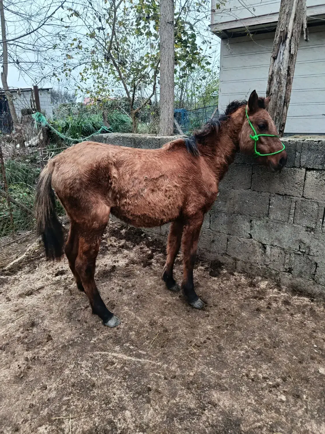 مادیان|اسب و تجهیزات اسب‌سواری|رضوانشهر, |دیوار