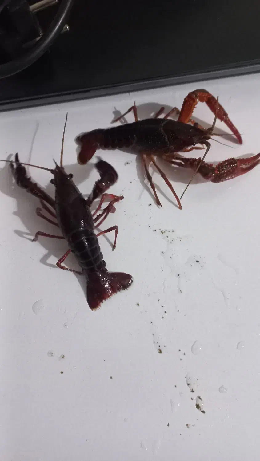 لابستر آکواریوم|ماهی|گرگان, |دیوار