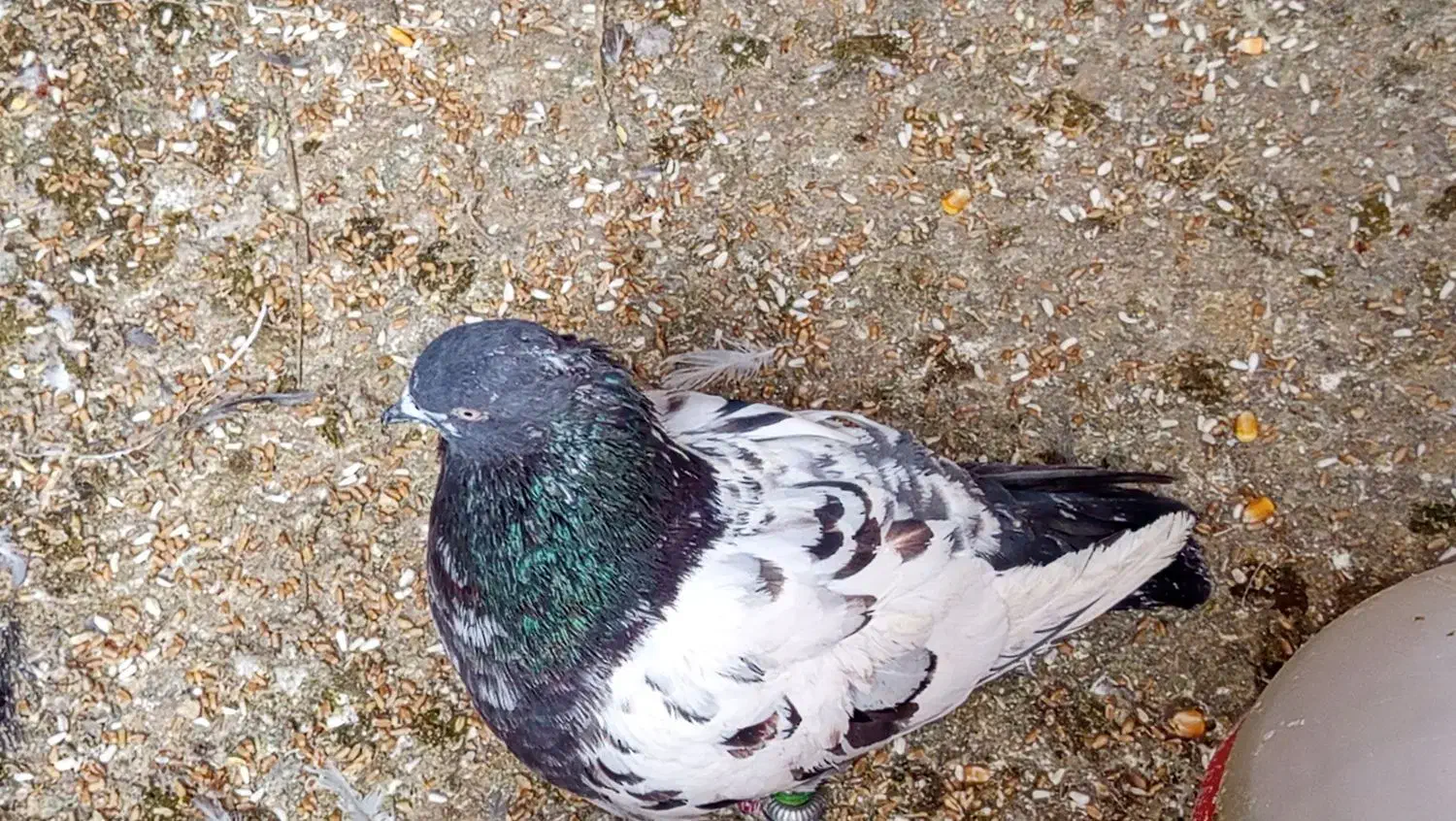 طراح|حیوانات|سوسنگرد, |دیوار