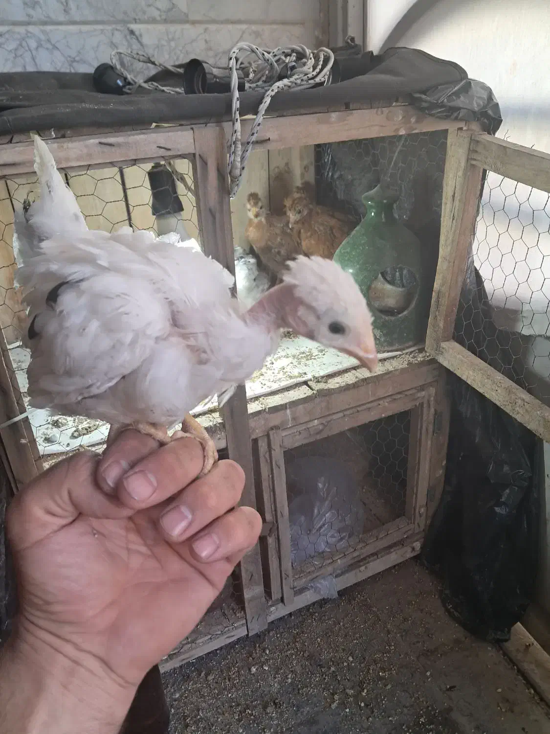 جوجه مرغ|حیوانات مزرعه|قم, ولیعصر|دیوار