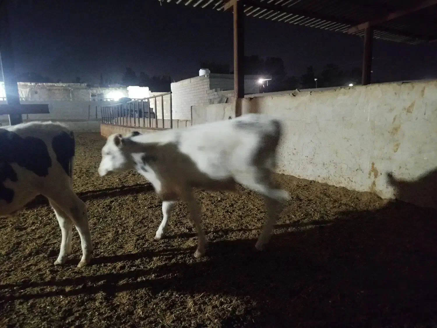 فروش گوساله|حیوانات مزرعه|شیراز, بید زرد|دیوار