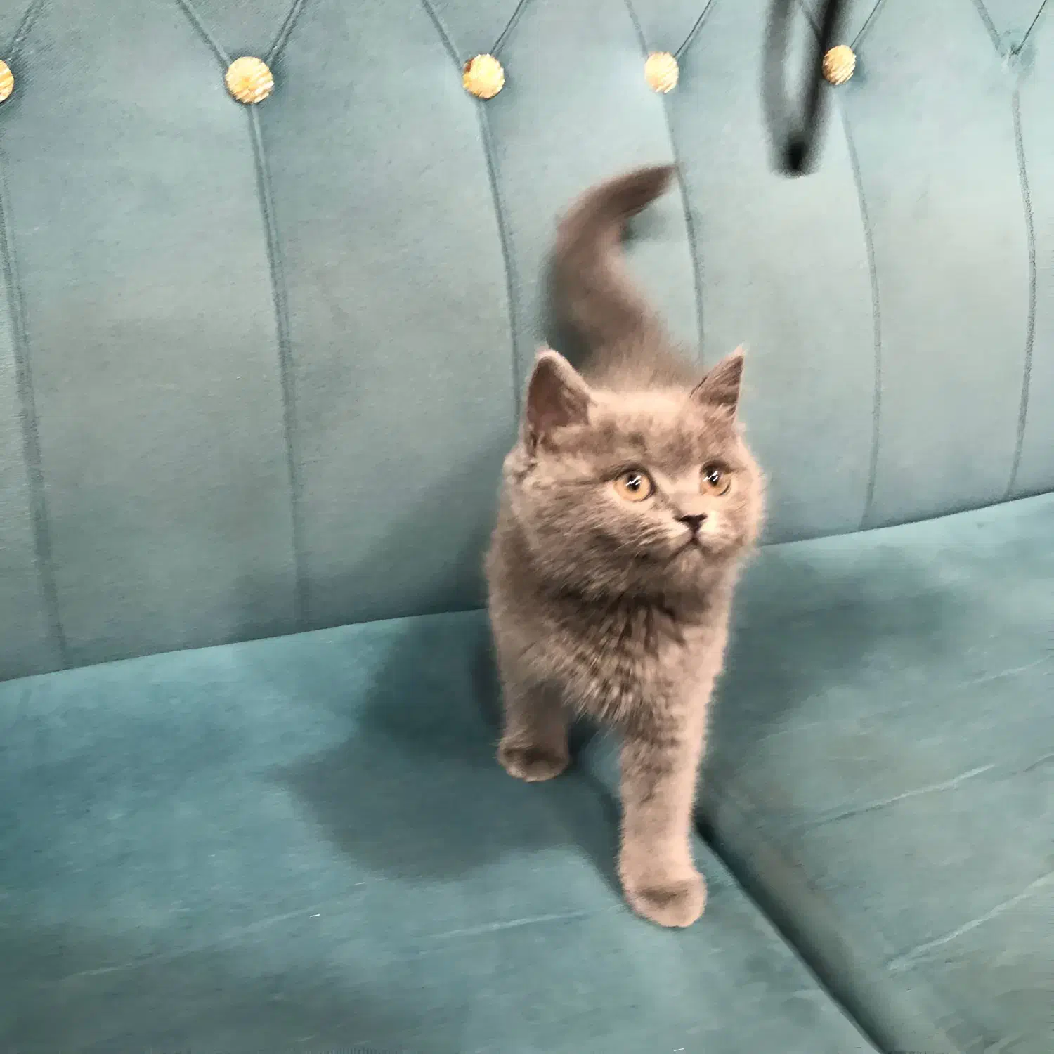 فروش گربه بریتیش|گربه|بندر ماهشهر, |دیوار