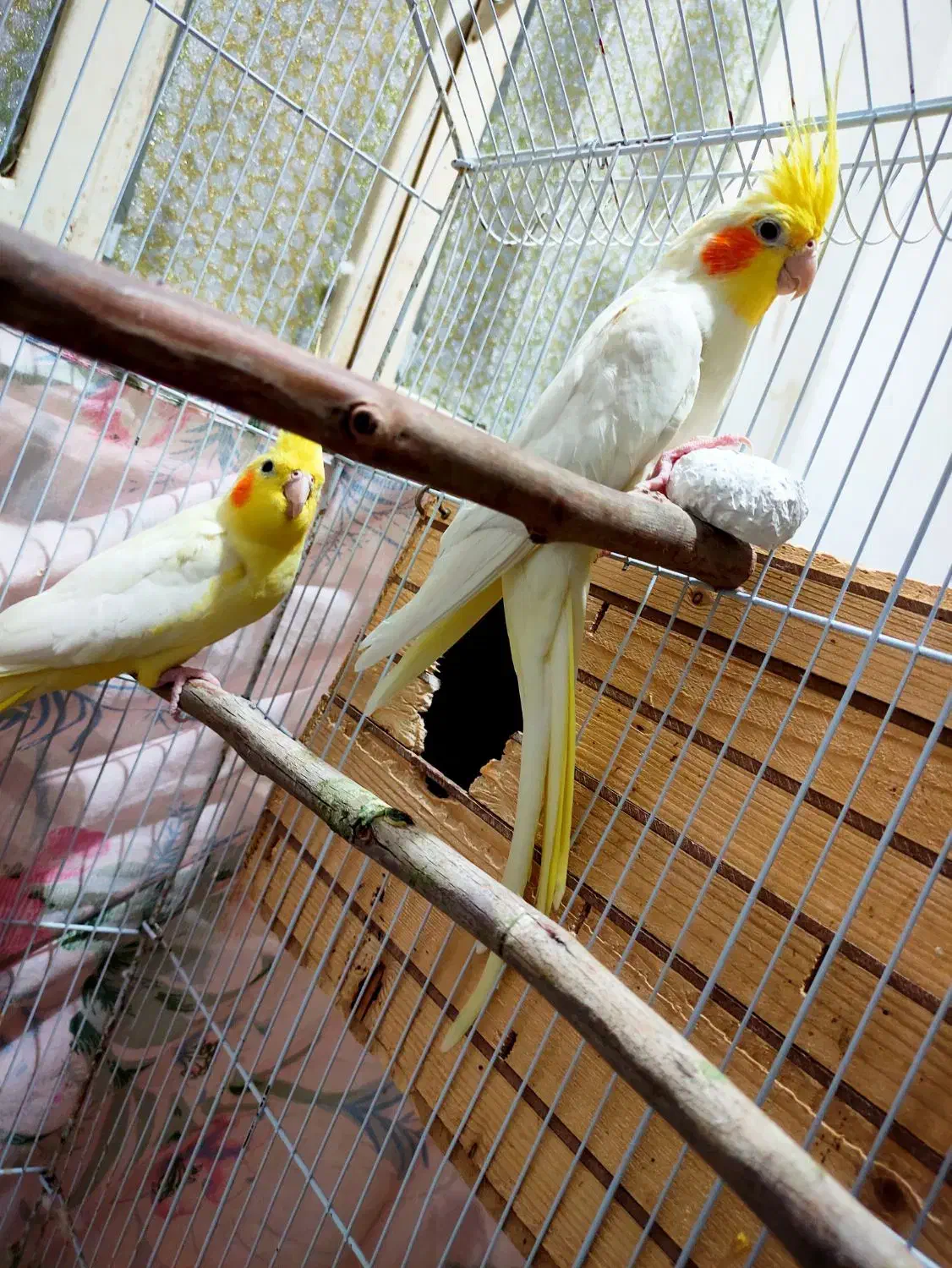 عروس هلندی جفت مولد 6 عدد|پرنده|بندر دیر, |دیوار