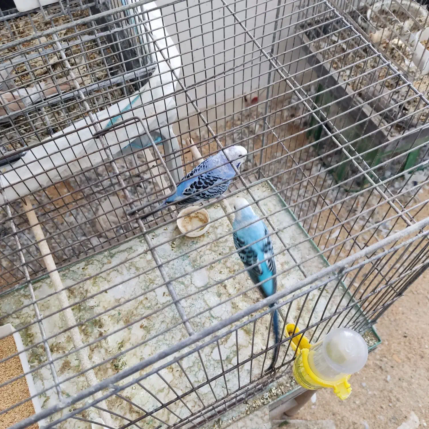 مرغ عشق مولد قفسی|پرنده|قم, شهرک قدس|دیوار