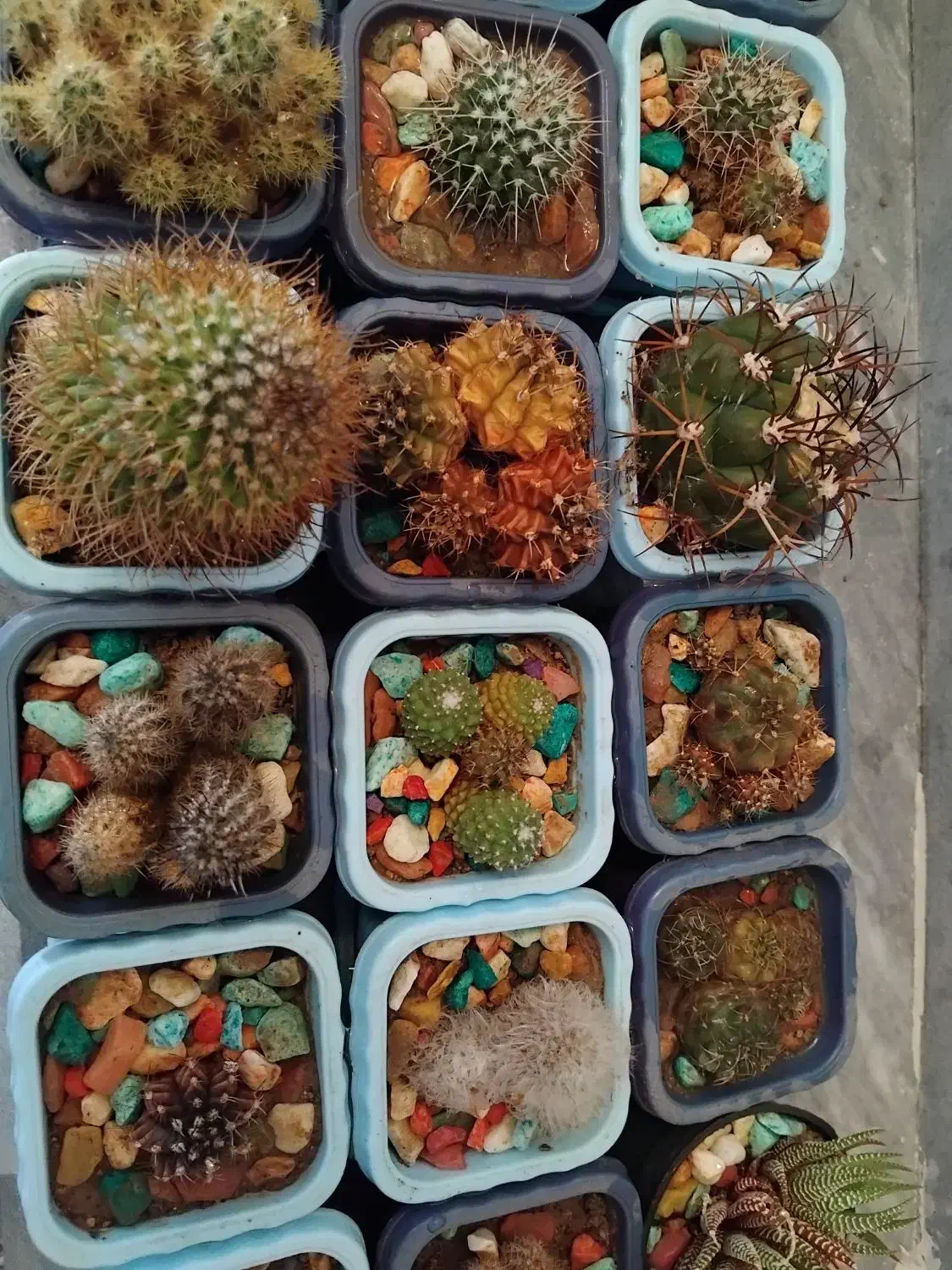 کاکتوس|گل و گیاه طبیعی|ترکمانچای, |دیوار